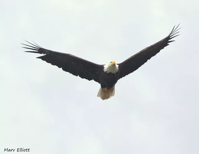 Bald Eagle Removed From Endangered List in Vermont (2)