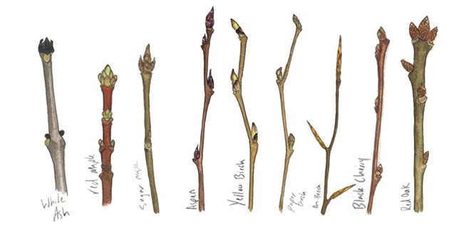 How To Identify Trees By Their Twigs 