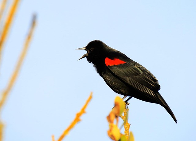 A red-winged blackbird sings - COURTESY OF EVLEEN ANDERSON/AUDUBON PHOTOGRAPHY AWARDS