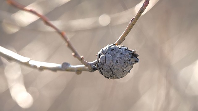 Willow pine cone gall - COURTESY OF SEAN BECKETT