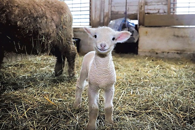 Norman, the newest lamb born at Billings Farm & Museum - COURTESY OF BILLINGS FARM