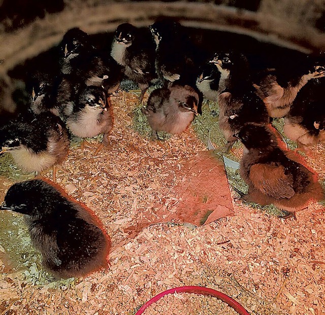 Newly hatched chicks at Billings Farm - COURTESY OF BILLINGS FARM