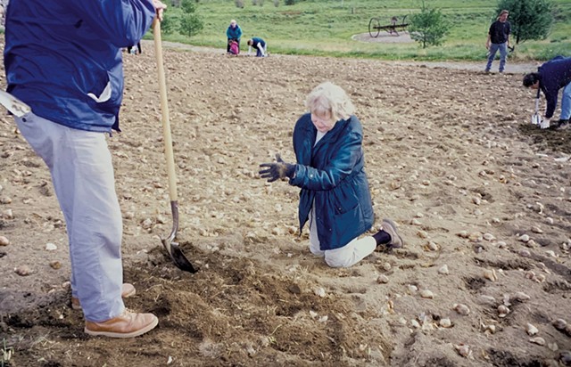 Oda Hubbard planting daffodils in Guilford in October 2001 - COURTESY