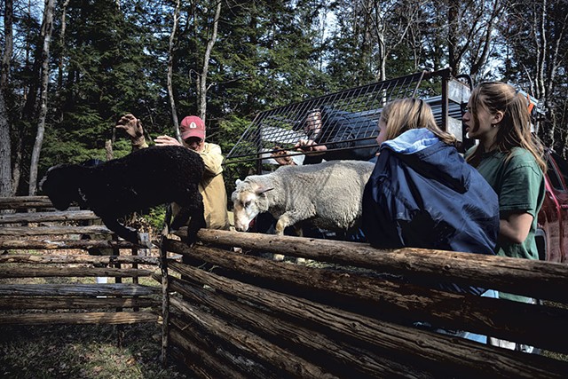 Property owner Dan MacArthur (left) helping Andrew Rice of Hogget Hill Farm unload sheep into a pen as student crew members watch - ZACHARY P. STEPHENS