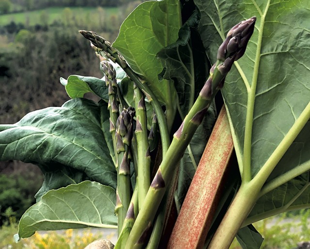 Asparagus and rhubarb harvest - JORDAN BARRY ©️ SEVEN DAYS