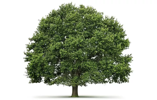 Give a Twig and Send Us Your Tree Photos!