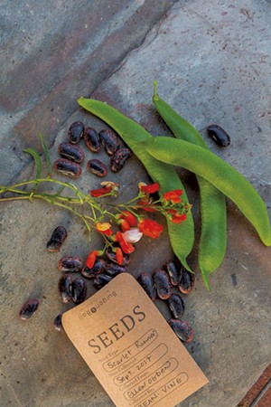 Scarlet runner beans collected from Ogden's garden - COURTESY OF DAVID BARNUM