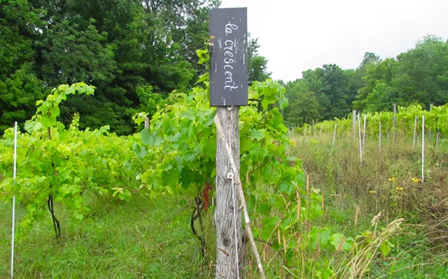 Lunch at La Garagista Farm With Wine Writer Alice Feiring
