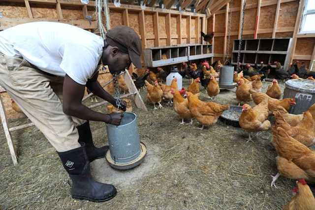 Sterling College student Tofowa Pyle tends to chickens on the school's farm - JEB WALLACE-BRODEUR