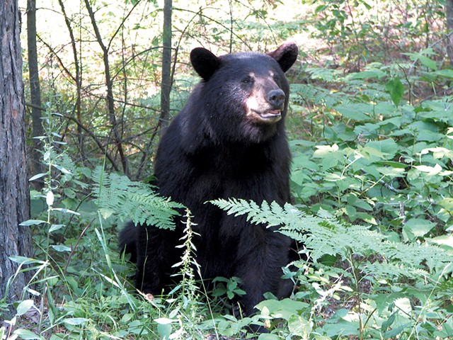 Black bear - COURTESY OF VERMONT FISH &amp; WILDLIFE DEPARTMENT/DAVID HALL