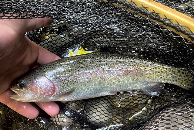 Vermont Is Stocking a New Strain of Rainbow Trout That Could Prove