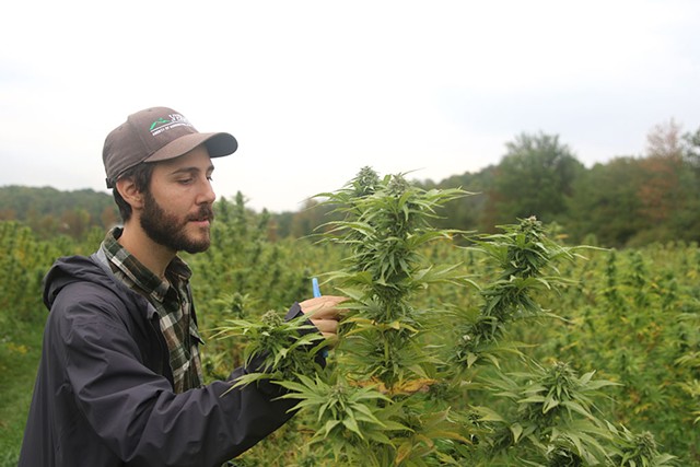 Michael DiTomasso during an inspection of a grow operation in Bridport - COLIN FLANDERS