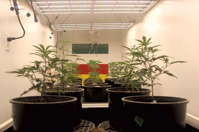 Cannabis plants at Devon Faulkner's indoor grow operation - COLIN FLANDERS