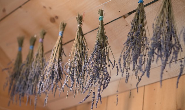 Lavender hanging from the farm shop's rafters - DARIA BISHOP