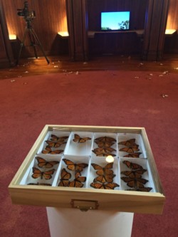 Monarch specimens - RACHEL JONES