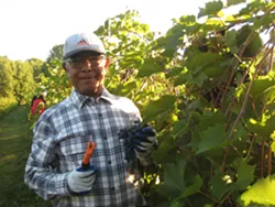 New Americans Join in Shelburne Grape Harvest