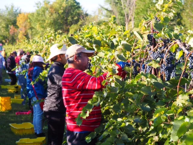 New Americans Join in Shelburne Grape Harvest