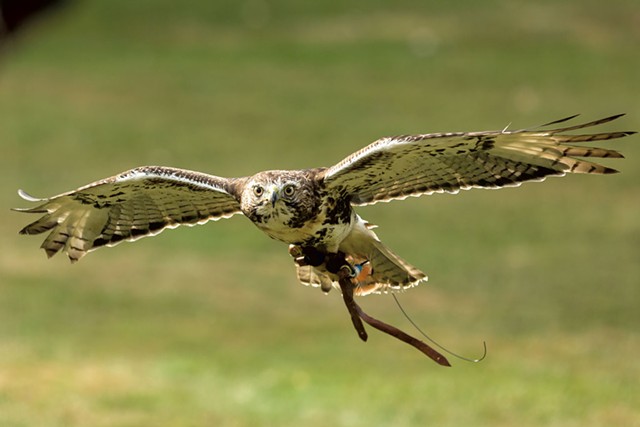 Ollie the red-tailed hawk - OLIVER PARINI