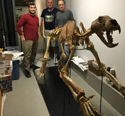 Burlington Artist Assembles a Pleistocene-Era Lion Skeleton