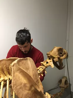 Burlington Artist Assembles a Pleistocene-Era Lion Skeleton
