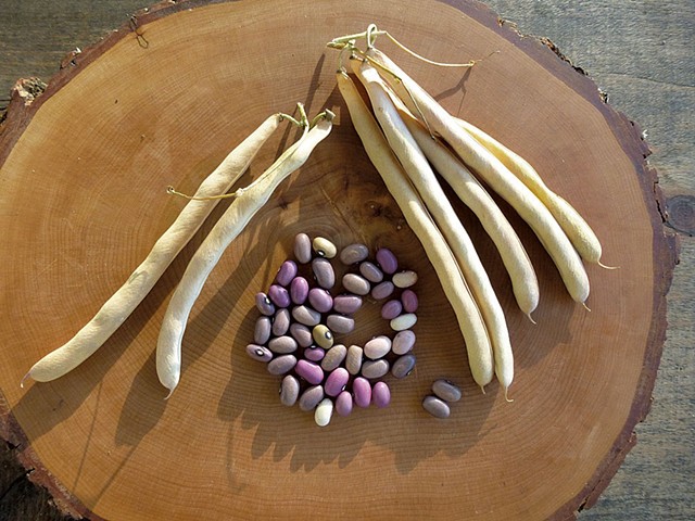 Ugandan Bantu beans from Solstice Seeds - COURTESY