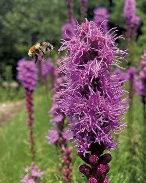 Attracting pollinators at Earthbeat seeds - COURTESY