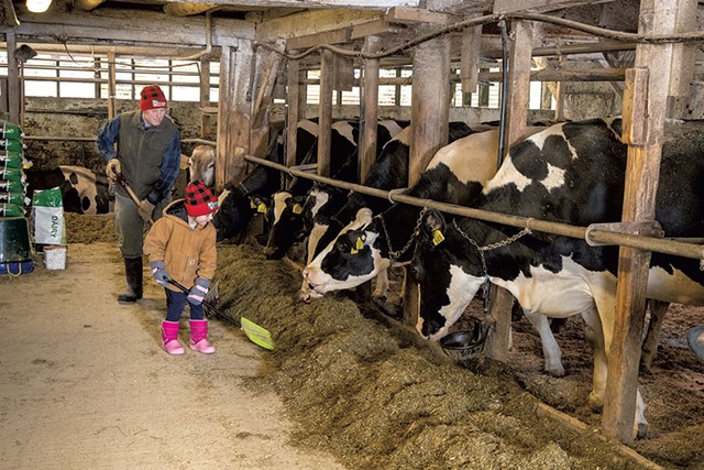 Andy and Hannah Birch feeding cows in Derby - DON WHIPPLE