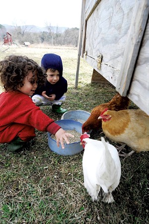 Ezrah Fishman and Silvan Thompson feeding the chickens at Elephant in the Field Holistic Education & Childcare in Waterbury. - JEB WALLACE-BRODEUR