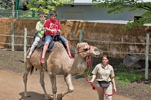 David and Olive riding a camel - COURTESY OF JON SHENTON