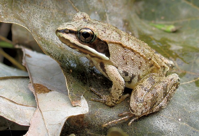 Wood frog - MARY HOLLAND