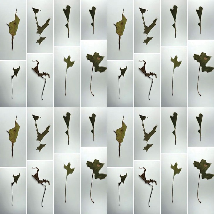 A digital print of Jenn Karson's damaged leaves - COURTESY