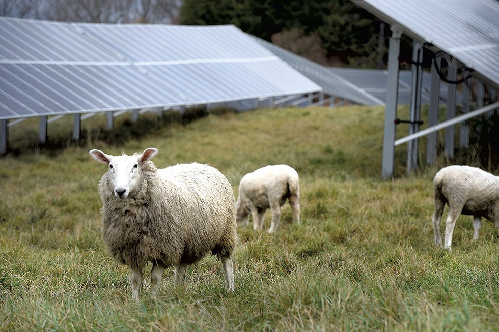 Sheep grazing at a solar array in Berlin - JEB WALLACE-BRODEUR