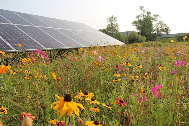 A Bee the Change pollinator meadow at a solar installation - COURTESY OF AMERICAN MEADOWS
