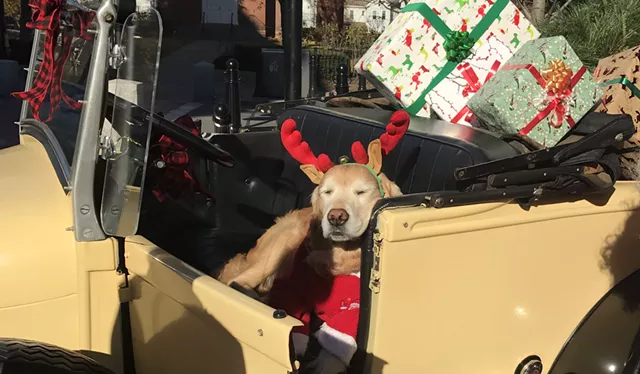 World Gotcha Down? Go Nuzzle Molson the Dog