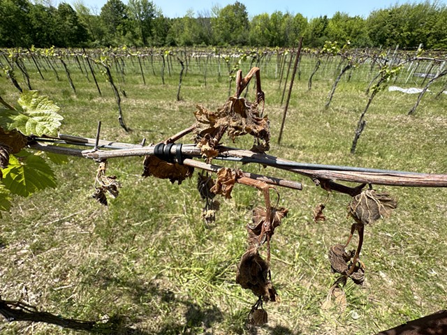 A damaged vine at Shelburne Vineyard - COURTESY OF THE VERMONT AGENCY OF AGRICULTURE