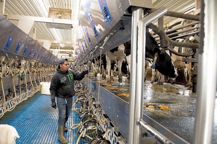 A worker in the milking barn at Blue Spruce Farm - CALEB KENNA