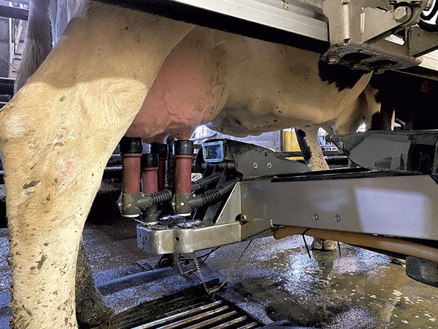A robotic milking machine at North Williston Cattle - DEREK BROUWER ©️ SEVEN DAYS