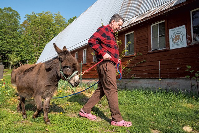 Anson Tebbetts walking his miniature donkeys outside his home in Cabot - JEB WALLACE-BRODEUR
