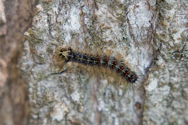 Spongy moth caterpillar - FILE: OLIVER PARINI