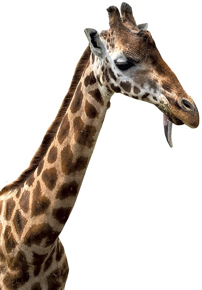 Bonnie the giraffe - KEN PICARD
