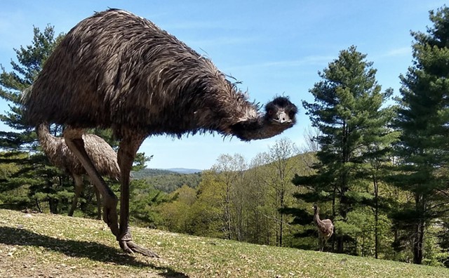 Tiki the emu - COURTESY OF VINE SANCTUARY