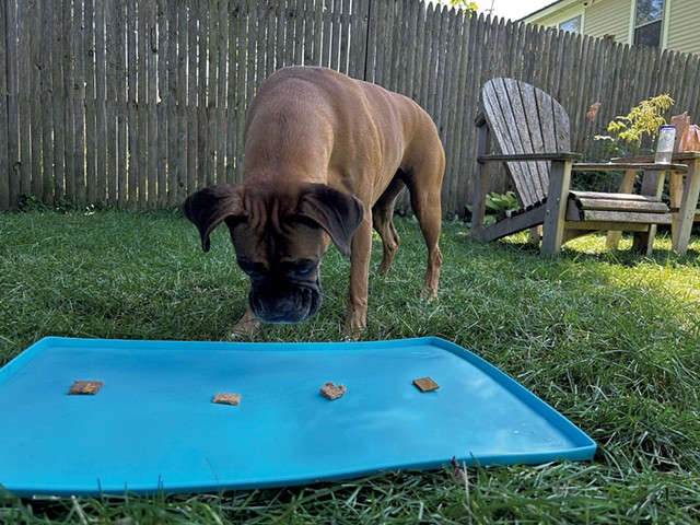 Cleo's Vermont Dog Eats taste test - MATTHEW ROY ©️ SEVEN DAYS