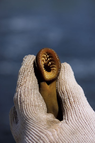 Sea lamprey - COURTESY OF KARLA BARTLETT/U.S. FISH  &amp; WILDLIFE SERVICE