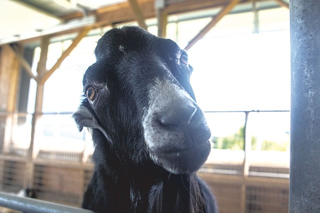 This Stud Has Just One Job, and He's the GOAT, Agriculture, Seven Days