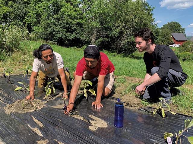 From left: Luis Yat, Jos&eacute; Chavajay and Nick Gambill at the Burlington Free Meals Program trial vegetable plot in Braintree - MELISSA PASANEN ©️ SEVEN DAYS