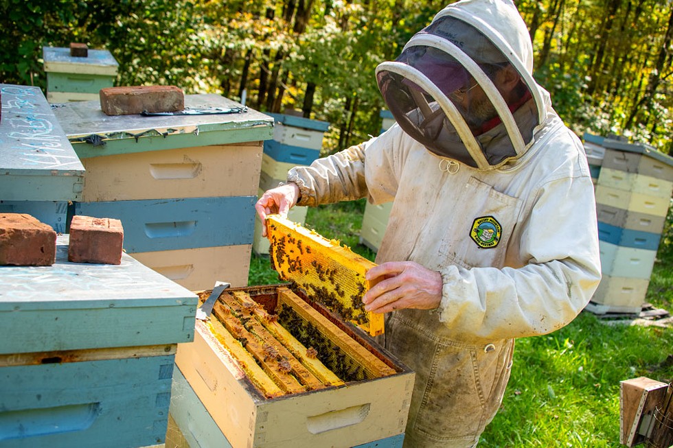 Andrew Munkres inspecting a hive at Lemon Fair Honeyworks in Cornwall, Vt. - CALEB KENNA