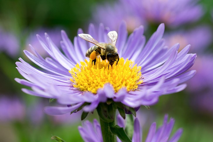 A honey bee showing pollen collected on its hind legs, perched on a blue aster - © LKORDELA | DREAMSTIME