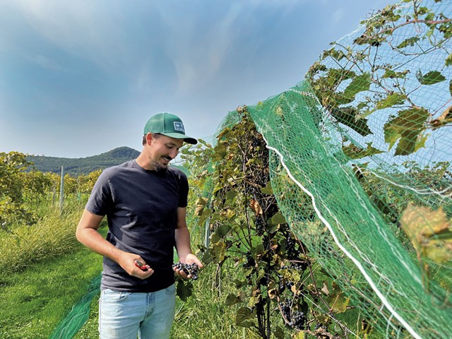 Stephen Wilson of VT Vineyards harvesting grapes - JORDAN BARRY