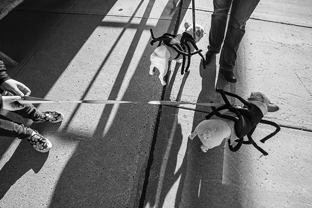 Sister Dogs Dressed as Spiders, Barre, 2023 - COURTESY