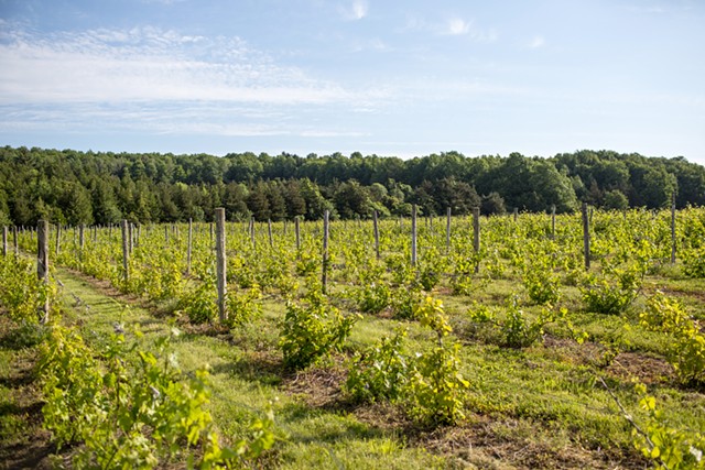 Grape vines at Snow Farm Vineyard & Distillery - FILE: OLIVER PARINI